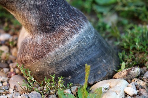 horse hoof  black  animal