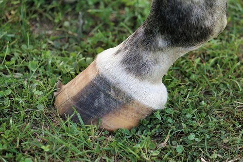 horse hoof  black and white  animal