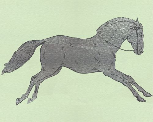 Horse Illustration