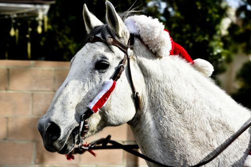 Horse In A Santa Hat