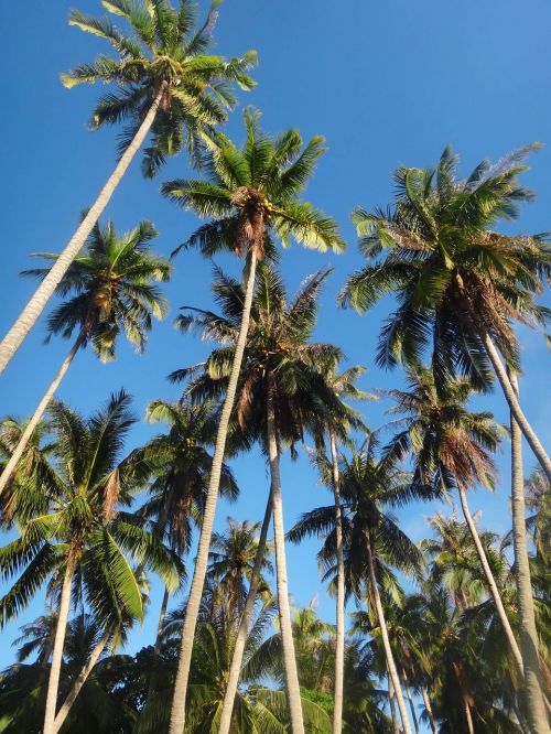 horse island coconut trees woods
