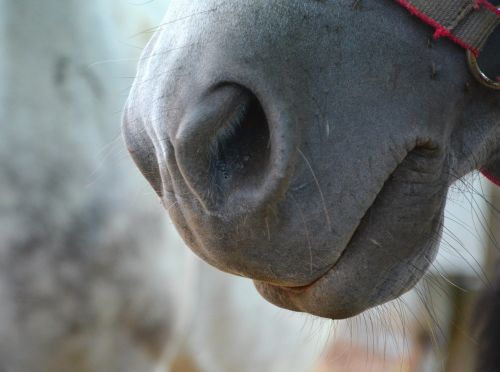 horse jaw animal horse nose