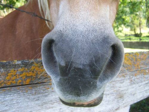 horse jaw brown horse snout animal body part