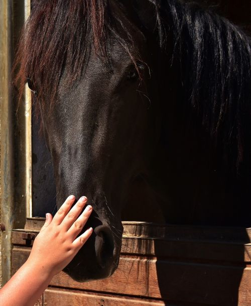 horse love child's hand stroke