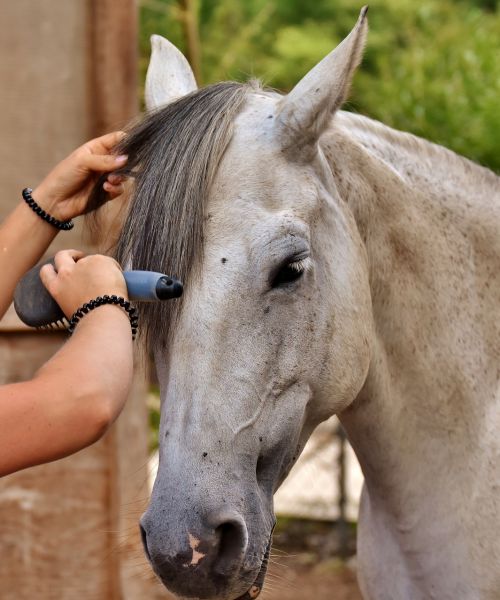 horse love horse clean