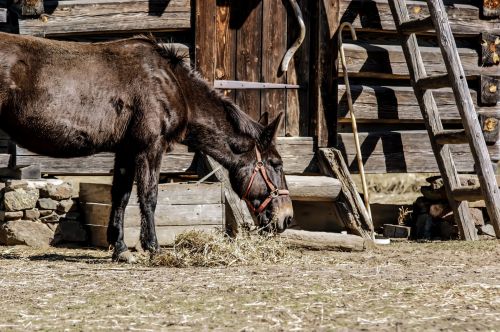 Horse Near Stable On  Farm