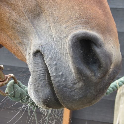 horse nose equestrian horse