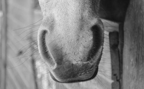 horse nostrils nostrils strong photo black white horse