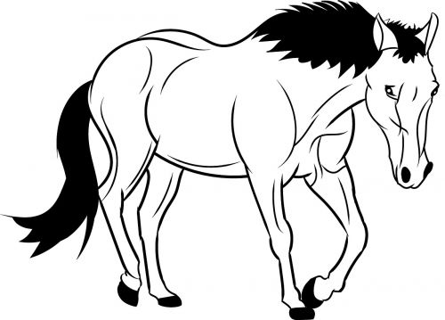 horse outline animal wild