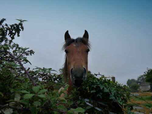 Horse Picture In A Field