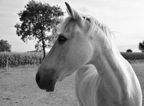 horse profile black white image