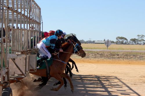 horse racing barrier jump