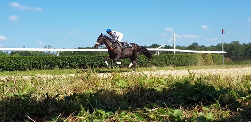 horse racing  horses  racecourse