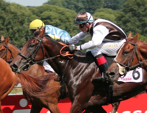 horse racing  jockey  horse