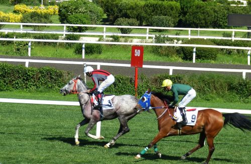 horse racing gallop sport
