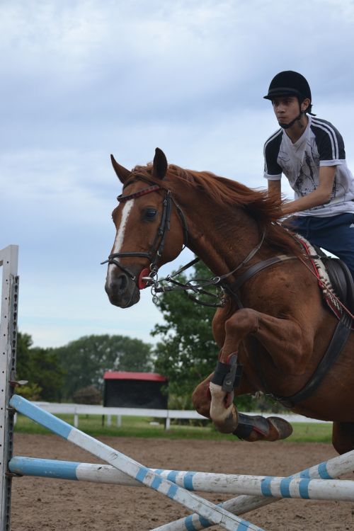sport horse riding horse