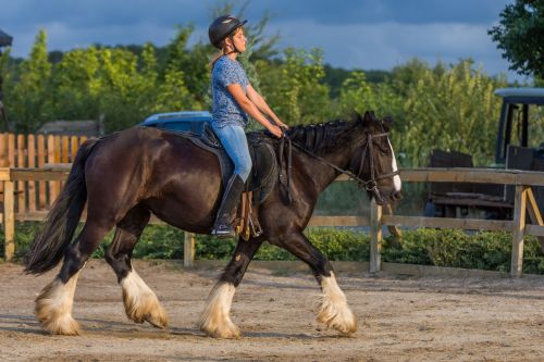 horse riding horses farm