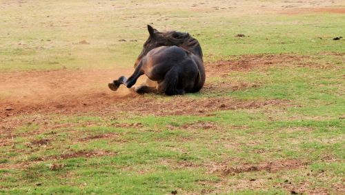 Horse Rolling In Dust