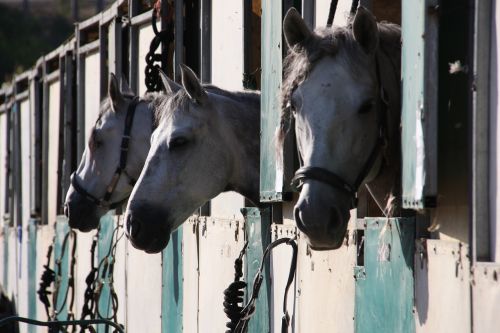 horse show stabling gray horses