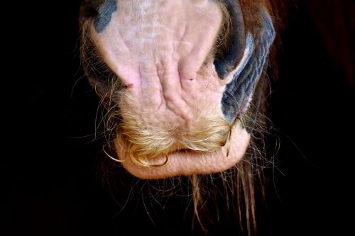 horse snout shire horse nostrils