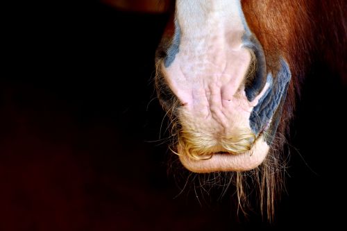 horse snout shire horse nostrils