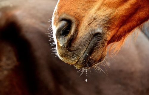 horse snout nostrils close