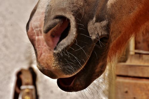 horse snout nostrils laugh