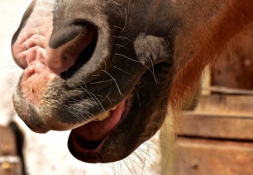 horse snout nostrils laugh