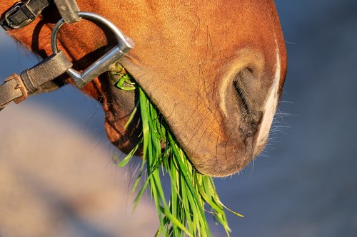 horse snout  nostrils  close up