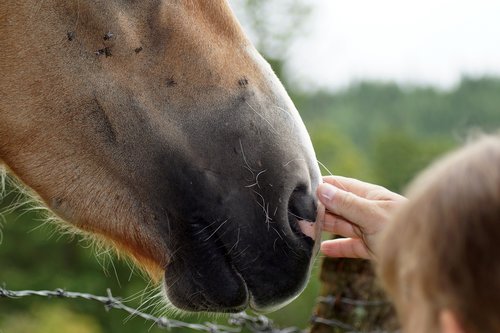 horse snout  nostrils  close up