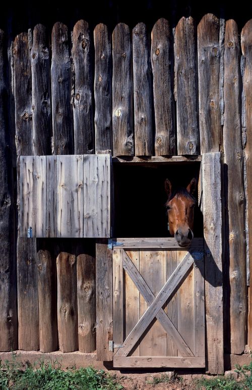 horse stable horse animal