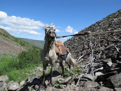 horse trek horse mountains