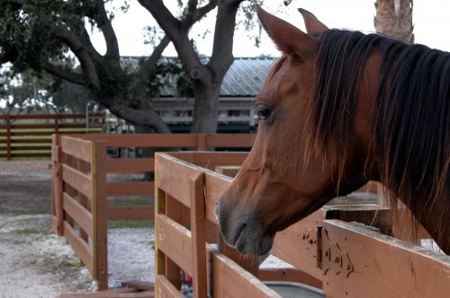 Horse Up Close