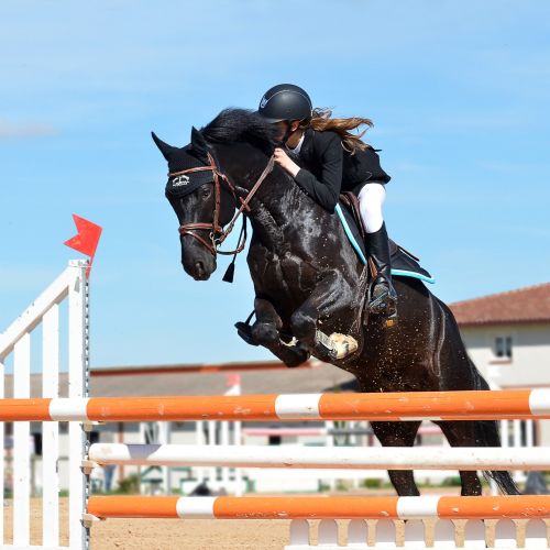 horseback riding horse jumping obstacle