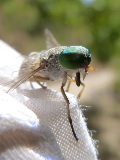 horsefly eyes compounds green eyes