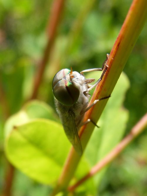 horsefly eyes compounds hexagons