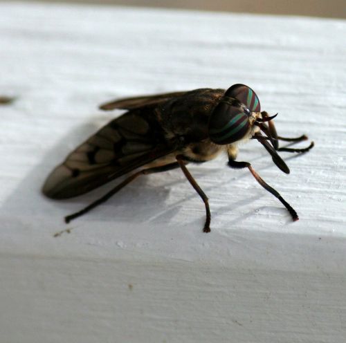 horsefly insect biting