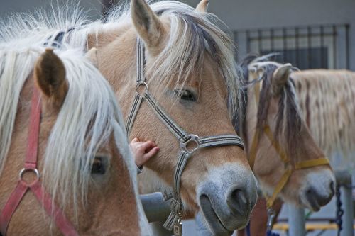 horses horse heads pony