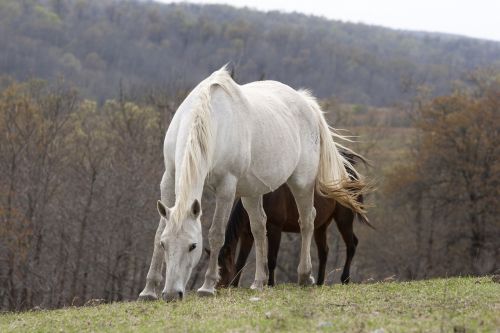 horses nature outdoors
