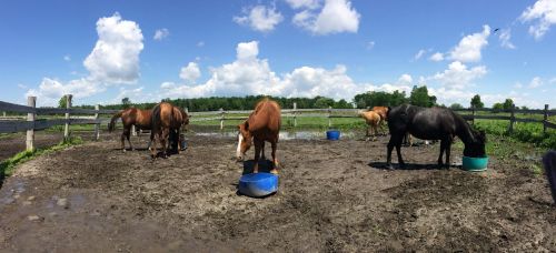 horses feeding corral
