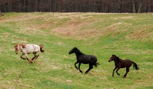 horses forest field