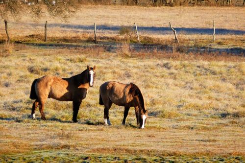 horses field paddock