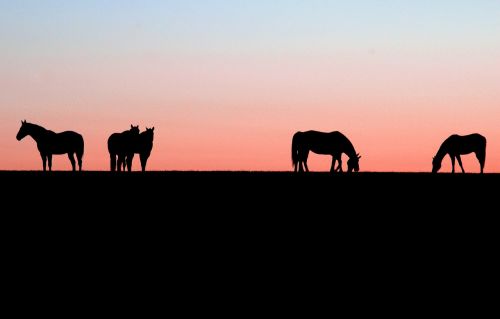 horses sunset nature