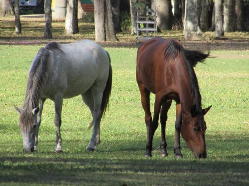 horses haras animal