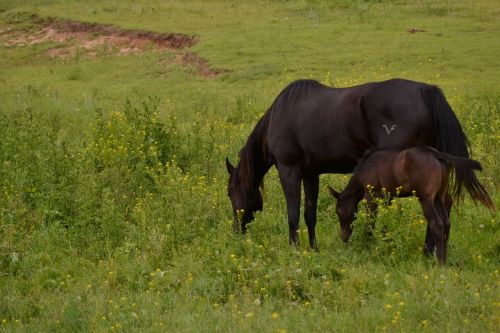 horses foal black horse