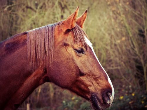 horses animals nature