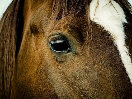 horses animals nature