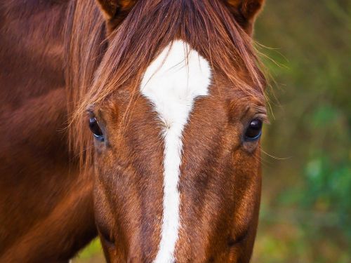 horses animals nature