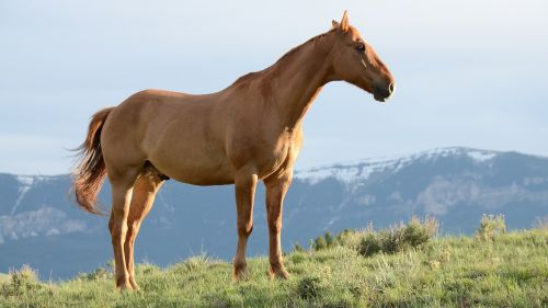 horses stallion mane