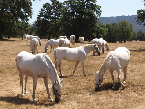 horses white white horse